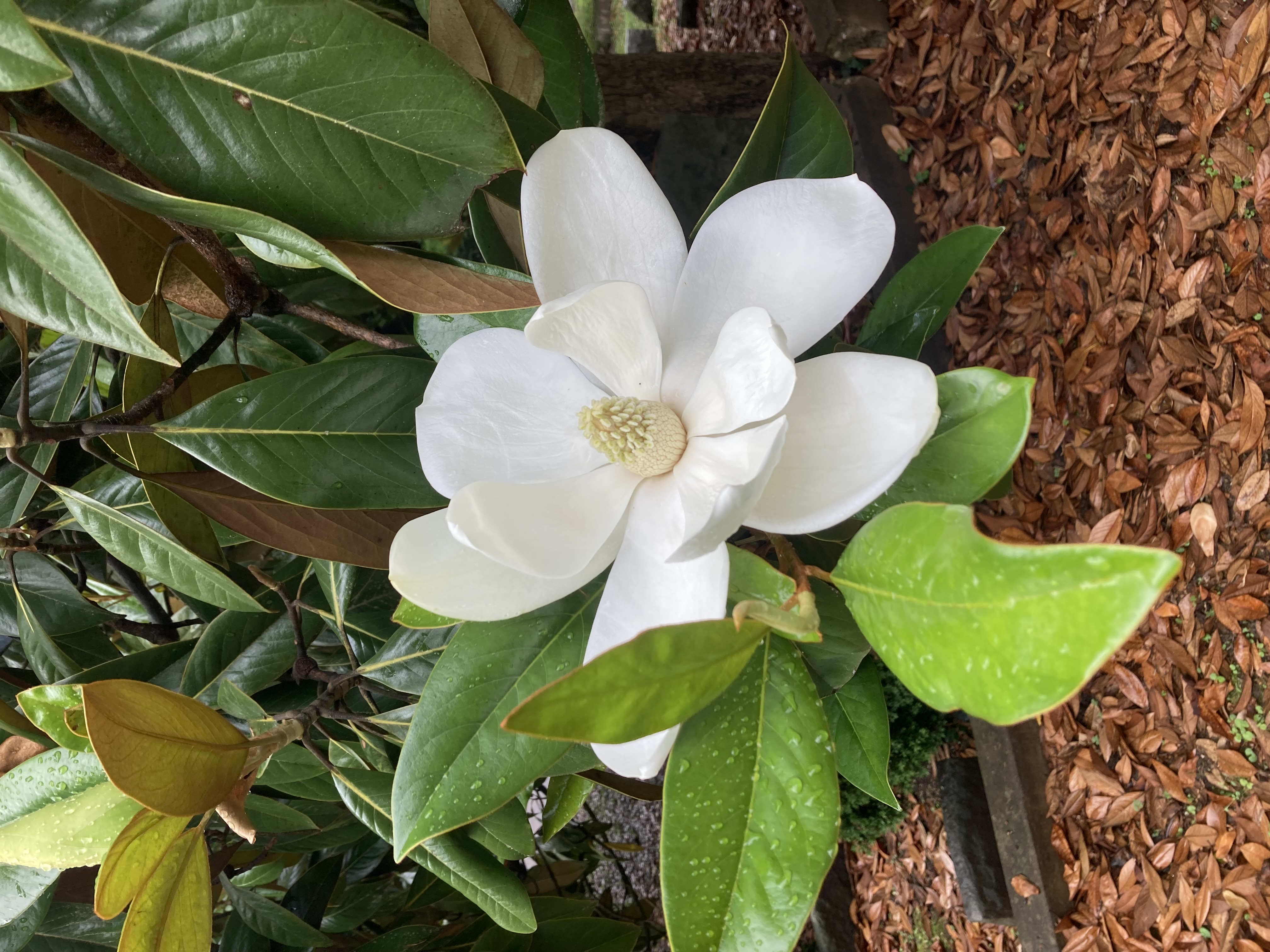 a large white magnolia flower with thick green leaves nearby